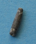 Serpulidae.
