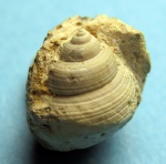 Gibbula kertschensis.