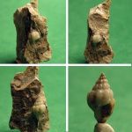 Nassa miocenicum.10мм.