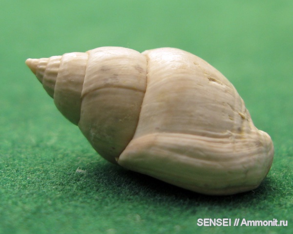 гастроподы, неоген, Кубань, Nassarius inornata