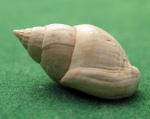 Nassarius inornata.