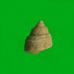 Trochidae,возможно новый вид.