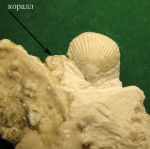 Двустворка и коралл.