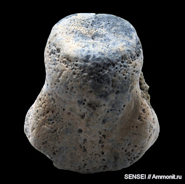 неоген, Cetotherium, Кубань