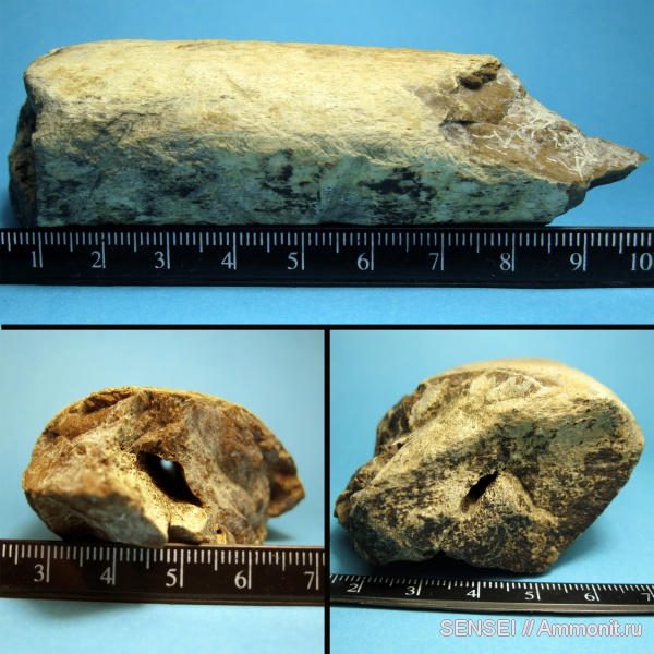 неоген, Cetotherium, Кубань