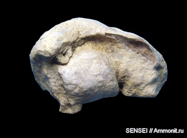 неоген, млекопитающие, Cetotherium, Кубань, tympanic bulla
