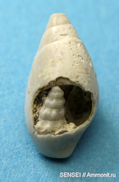 гастроподы, неоген, Cerithium, Кубань, Melanopsis
