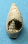 Cerithium в Melanopsis.