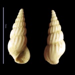 Rissoina.