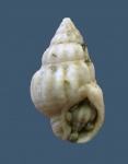 Nassariidae "дубль".