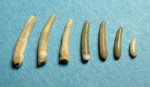 Неогеновые Serpulidae .