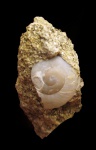 Helix?