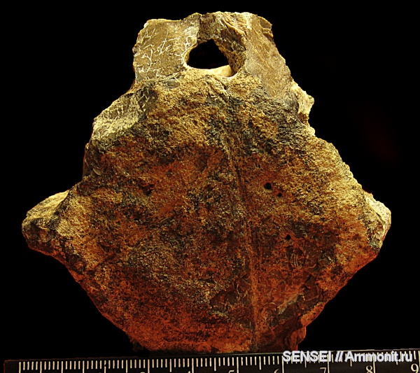 неоген, Cetotherium, Кубань