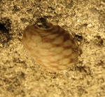 Neritidae?