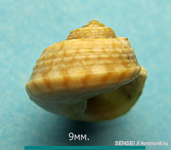 гастроподы, неоген, прижизненная окраска, Кубань, Trochidae