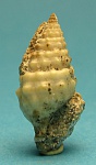 Cerithiidae. Другой вид.