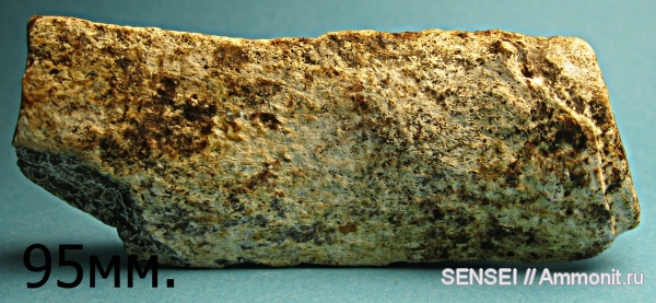 неоген, млекопитающие, Cetotherium, Кубань