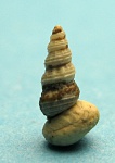 Mathildidae.