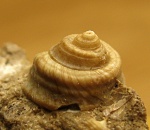 Troсhidae в породе.