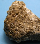Limacina tarchanensis.
