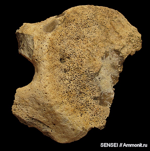 неоген, Cetotherium, Кубань