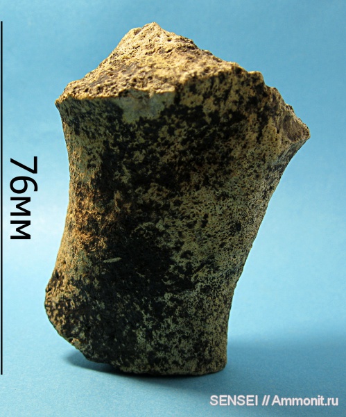 неоген, млекопитающие, Cetotherium, Кубань