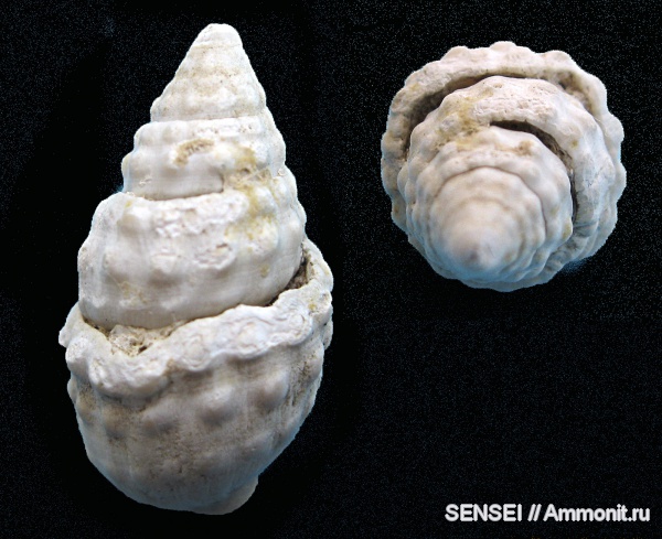 гастроподы, прижизненные повреждения, Кубань, Cerithiidae, Cerithium cattleyae