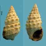 Сохранившееся устье Cerithium (Thericium) cottleyae Baily