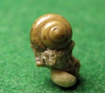 Limacina tarchanensis.