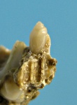 RETUSIDAE.