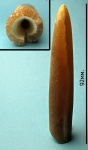 Belemnitella.