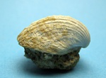 Cardiidae. Cardiidae.