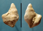 Aporrhais volkovi Zhizhchenko.