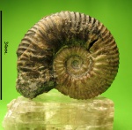 Acanthohoplites.