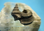 Bicorempterus pseudopellati. Bicorempterus pseudopellati.