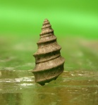 Dicroloma Dicroloma