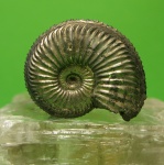 Amoeboceras alternoides. Amoeboceras alternoides.