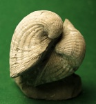Cardiidae.