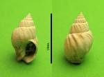 Nassarius  praepodolicus.