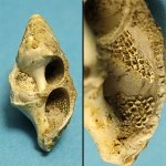 Мшанка в раковине Cerithium (Thericium) cattleyae Baily.
