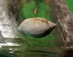 Melanopsidae.