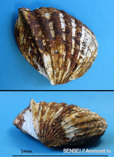 неоген, двустворки, Cardiidae, киммерий, Кубань