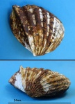 Cardiidae.(Lymnocardium (Limnodacna) pseudocrassatellatum.)