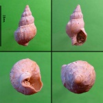 Dorsanum.
