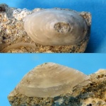 Acmaea.