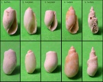Такая разная Bulla.