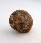 Trochus rollandianus d'Orb.