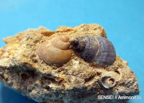 неоген, сармат, Кубань, Trochidae