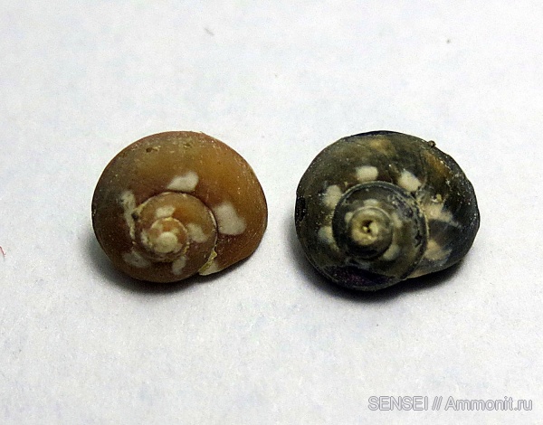 прижизненная окраска, сармат, Кубань, Trochus, Trochus rollandianus