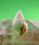 Nassarius ex gr. subhoernesi.